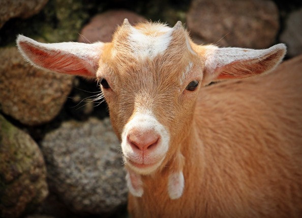 goat-